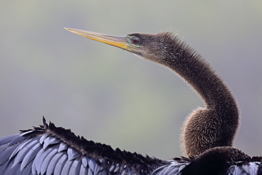 Der Schlangenhalsvogel ist sehr häufig in Florida. Sein Verbreitungsgebiet reicht von Florida über die Küstenstaaten am Golf von Mexiko bis weit nach Südamerika hinein. Beim Tauchen nach Fisch saugt sich sein Gefieder voll Wasser, was ihm den Auftrieb unter Wasser nimmt und eine enorme Wendigkeit verleiht. Nach dem Tauchgang trocknet er sein Gefieder mit ausgebreiteten Flügeln.