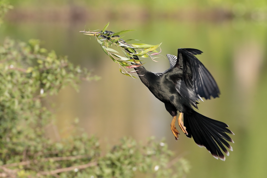 Der Schlangenhalsvogel ist sehr häufig in Florida. Sein Verbreitungsgebiet reicht von Florida über die Küstenstaaten am Golf von Mexiko bis weit nach Südamerika hinein. Beim Tauchen nach Fisch saugt sich sein Gefieder voll Wasser, was ihm den Auftrieb unter Wasser nimmt und eine enorme Wendigkeit verleiht. Nach dem Tauchgang trocknet er sein Gefieder mit ausgebreiteten Flügeln.