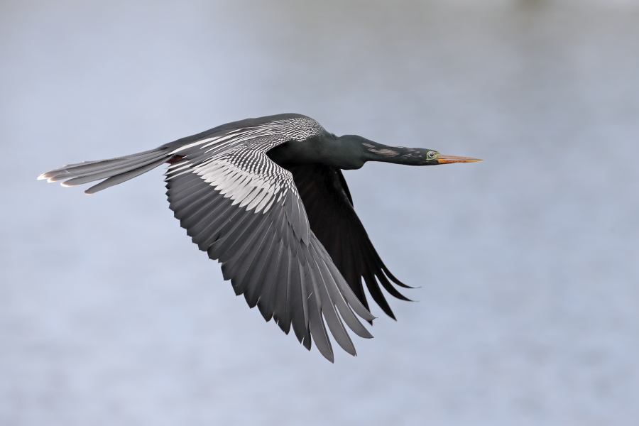 Der Schlangenhalsvogel ist sehr häufig in Florida. Sein Verbreitungsgebiet reicht von Florida über die Küstenstaaten am Golf von Mexiko bis weit nach Südamerika hinein. Beim Tauchen nach Fisch saugt sich sein Gefieder voll Wasser, was ihm den Auftrieb unter Wasser nimmt und eine enorme Wendigkeit verleiht. Nach dem Tauchgang trocknet er sein Gefieder mit ausgebreiteten Flügeln.
