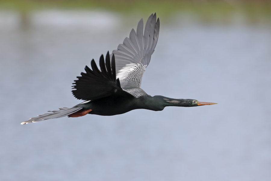 Der Schlangenhalsvogel ist sehr häufig in Florida. Sein Verbreitungsgebiet reicht von Florida über die Küstenstaaten am Golf von Mexiko bis weit nach Südamerika hinein. Beim Tauchen nach Fisch saugt sich sein Gefieder voll Wasser, was ihm den Auftrieb unter Wasser nimmt und eine enorme Wendigkeit verleiht. Nach dem Tauchgang trocknet er sein Gefieder mit ausgebreiteten Flügeln.