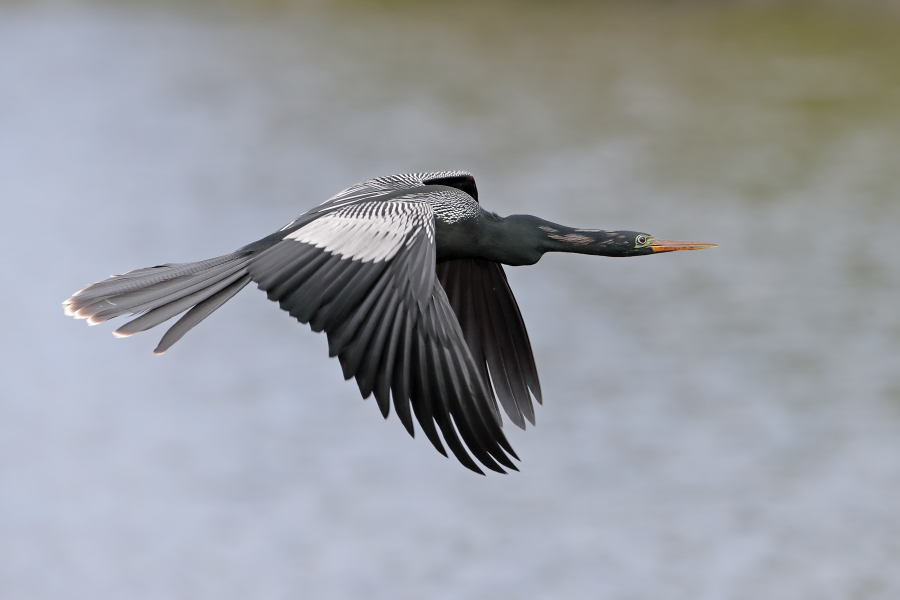 Der Schlangenhalsvogel ist sehr häufig in Florida. Sein Verbreitungsgebiet reicht von Florida über die Küstenstaaten am Golf von Mexiko bis weit nach Südamerika hinein. Beim Tauchen nach Fisch saugt sich sein Gefieder voll Wasser, was ihm den Auftrieb unter Wasser nimmt und eine enorme Wendigkeit verleiht. Nach dem Tauchgang trocknet er sein Gefieder mit ausgebreiteten Flügeln.