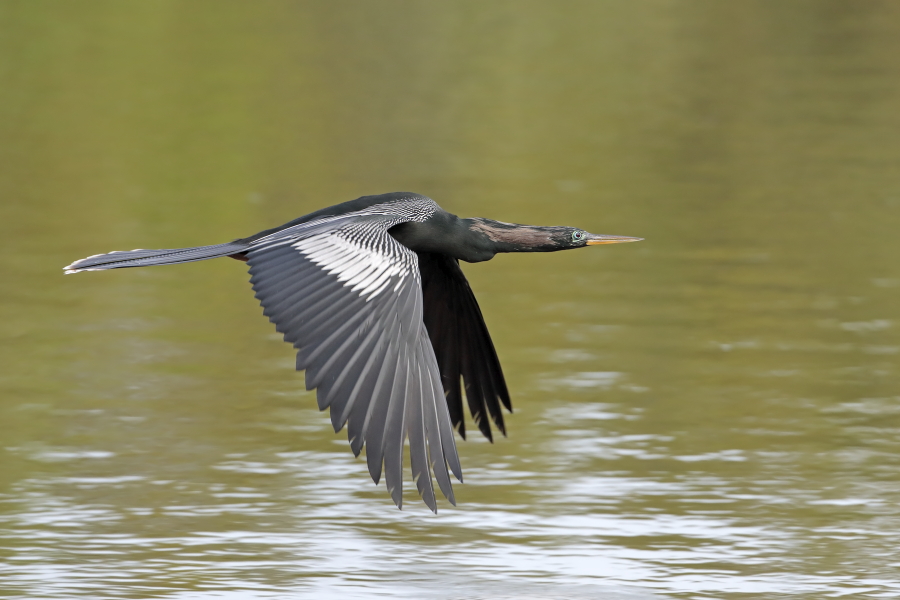 Der Schlangenhalsvogel ist sehr häufig in Florida. Sein Verbreitungsgebiet reicht von Florida über die Küstenstaaten am Golf von Mexiko bis weit nach Südamerika hinein. Beim Tauchen nach Fisch saugt sich sein Gefieder voll Wasser, was ihm den Auftrieb unter Wasser nimmt und eine enorme Wendigkeit verleiht. Nach dem Tauchgang trocknet er sein Gefieder mit ausgebreiteten Flügeln.