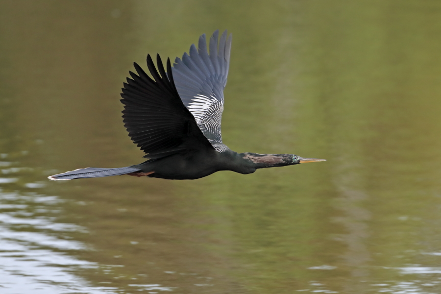 Der Schlangenhalsvogel ist sehr häufig in Florida. Sein Verbreitungsgebiet reicht von Florida über die Küstenstaaten am Golf von Mexiko bis weit nach Südamerika hinein. Beim Tauchen nach Fisch saugt sich sein Gefieder voll Wasser, was ihm den Auftrieb unter Wasser nimmt und eine enorme Wendigkeit verleiht. Nach dem Tauchgang trocknet er sein Gefieder mit ausgebreiteten Flügeln.