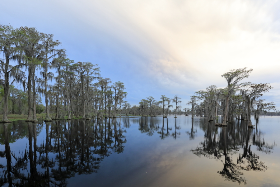 Der Banks Lake liegt bei Lakeland in Georgia. Der ehemalige Teich einer Wassermühle ist durch Aufstauung entstanden. An seinen Ufern wachsen viele große Sumpfzypressen. Das Gebiet genießt den Schutzstatus eines