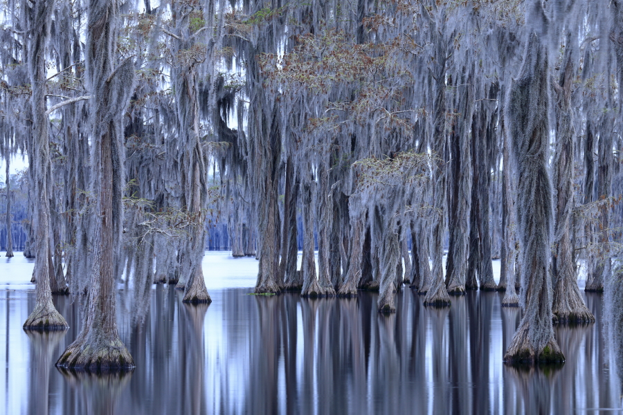 Der Banks Lake liegt bei Lakeland in Georgia. Der ehemalige Teich einer Wassermühle ist durch Aufstauung entstanden. An seinen Ufern wachsen viele große Sumpfzypressen. Das Gebiet genießt den Schutzstatus eines
