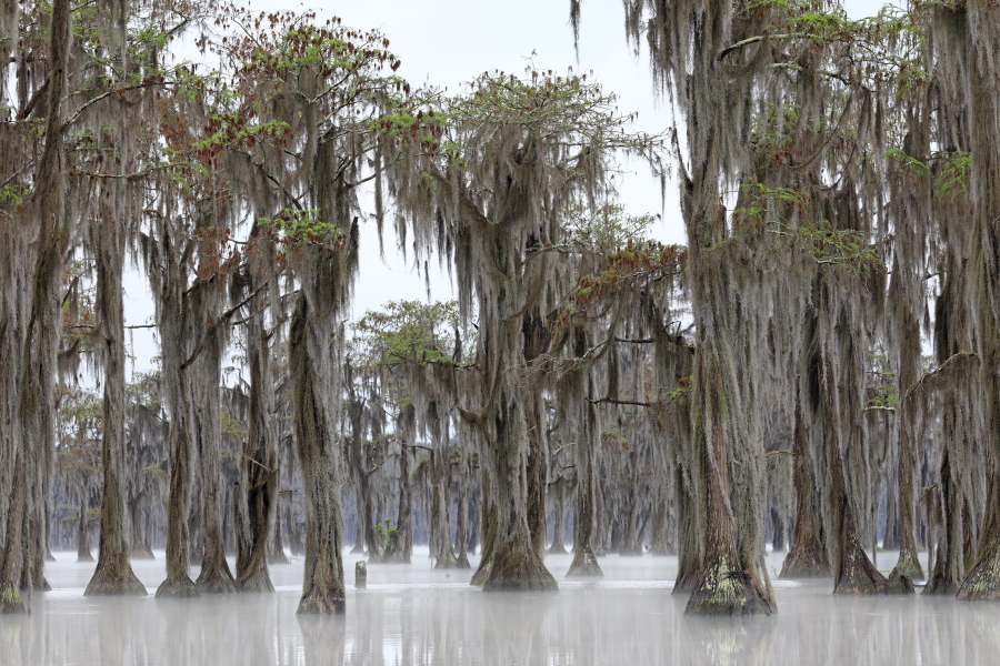 Der Banks Lake liegt bei Lakeland in Georgia. Der ehemalige Teich einer Wassermühle ist durch Aufstauung entstanden. An seinen Ufern wachsen viele große Sumpfzypressen. Das Gebiet genießt den Schutzstatus eines