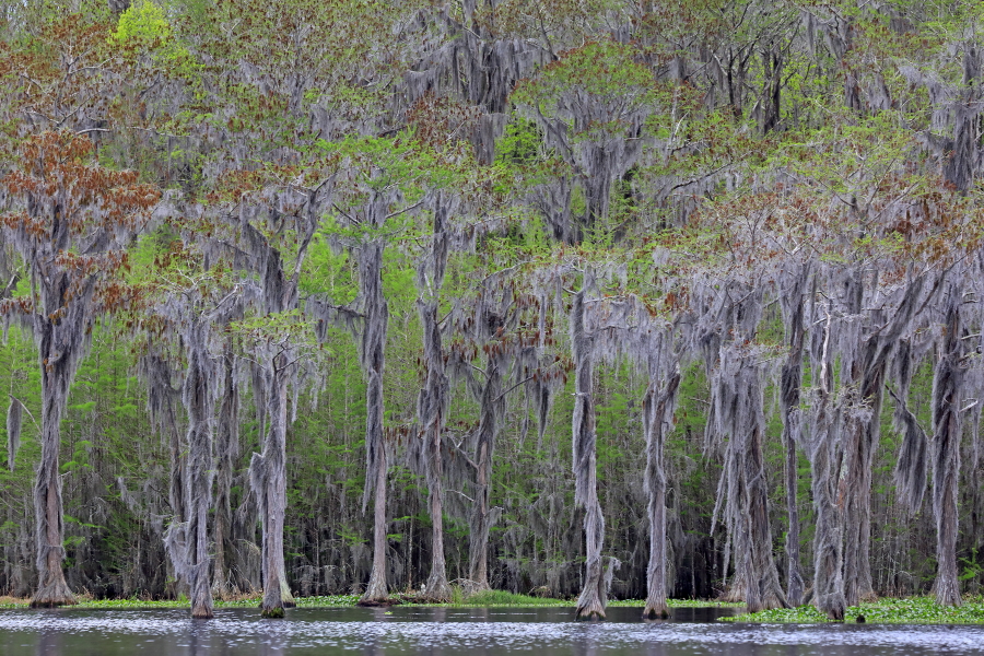 Der Banks Lake liegt bei Lakeland in Georgia. Der ehemalige Teich einer Wassermühle ist durch Aufstauung entstanden. An seinen Ufern wachsen viele große Sumpfzypressen. Das Gebiet genießt den Schutzstatus eines