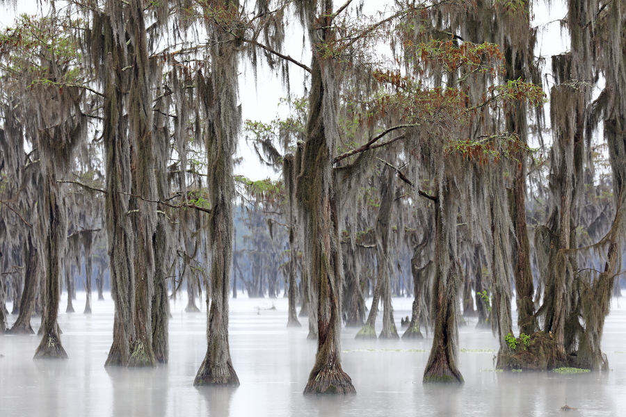 Der Banks Lake liegt bei Lakeland in Georgia. Der ehemalige Teich einer Wassermühle ist durch Aufstauung entstanden. An seinen Ufern wachsen viele große Sumpfzypressen. Das Gebiet genießt den Schutzstatus eines