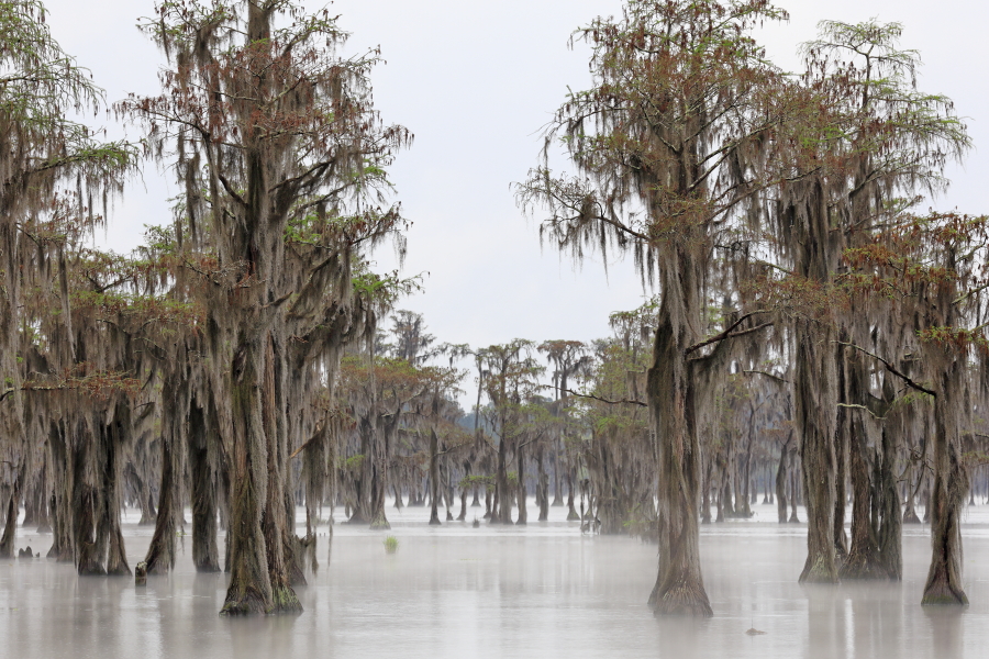 Der Banks Lake liegt bei Lakeland in Georgia. Der ehemalige Teich einer Wassermühle ist durch Aufstauung entstanden. An seinen Ufern wachsen viele große Sumpfzypressen. Das Gebiet genießt den Schutzstatus eines
