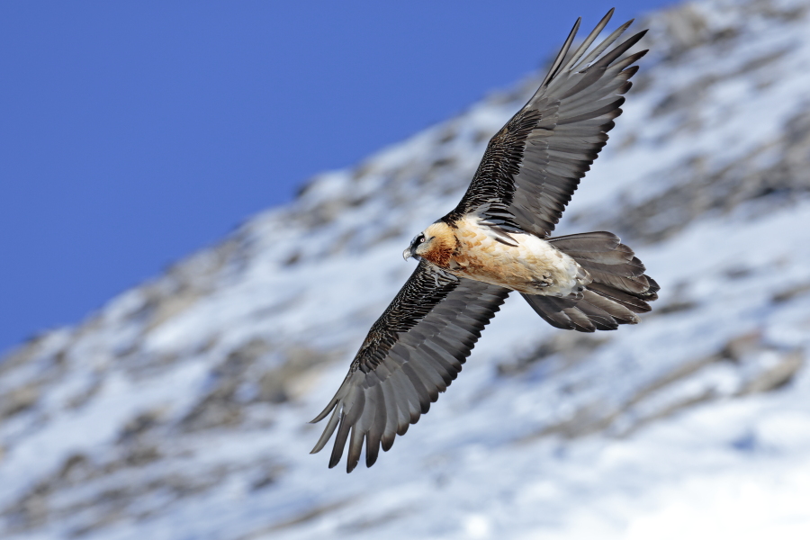 Bartgeier in den Schweizer Alpen