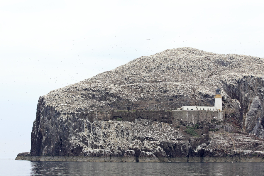 Auf dem Bass Rock brüten ca. 150.000 Basstölpel.