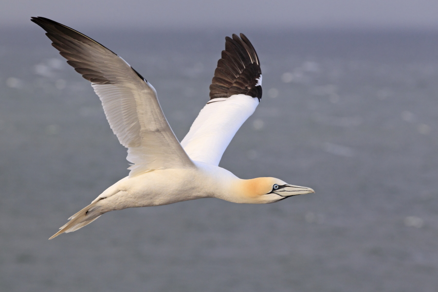 Basstölpel Morus bassanus Sula bassana Nordsee