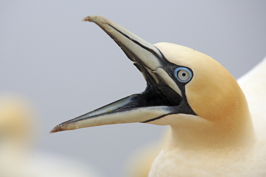 Basstölpel Morus bassanus Sula bassana Nordsee