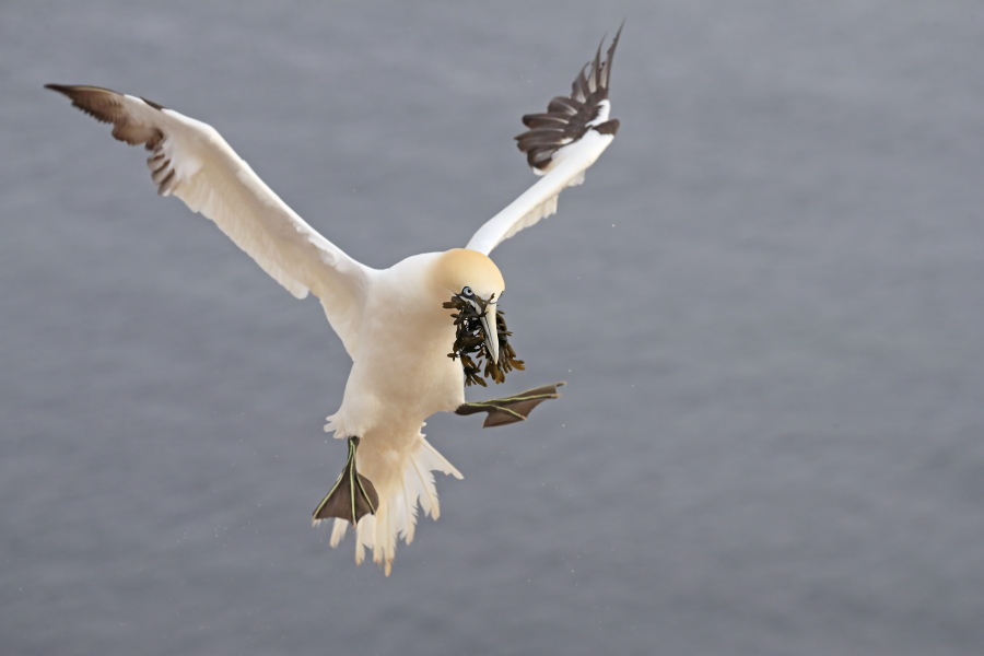 Basstölpel auf Helgoland