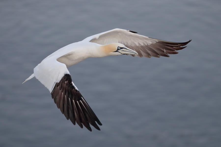 Basstölpel auf Helgoland