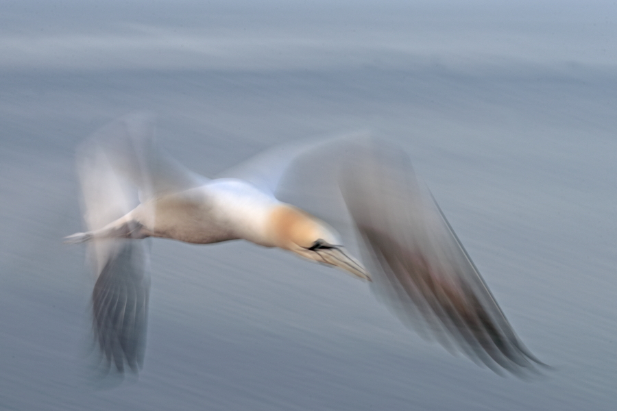 Basstölpel auf Helgoland