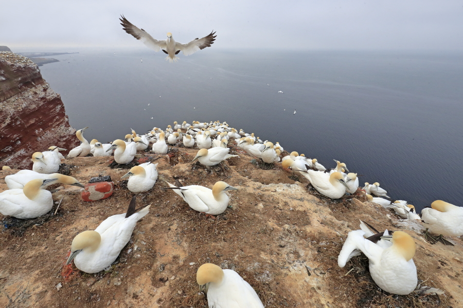 Basstölpel auf Helgoland