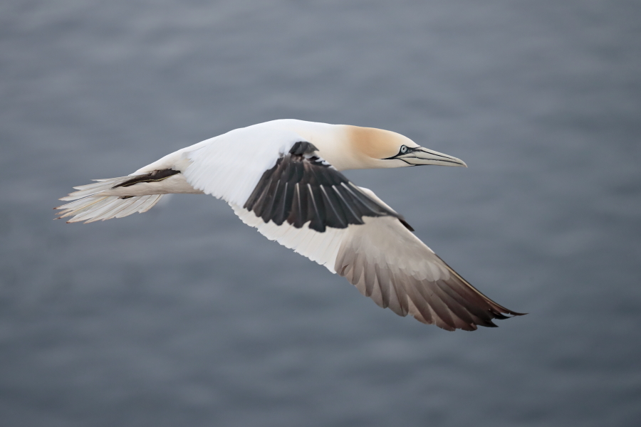 Basstölpel auf Helgoland
