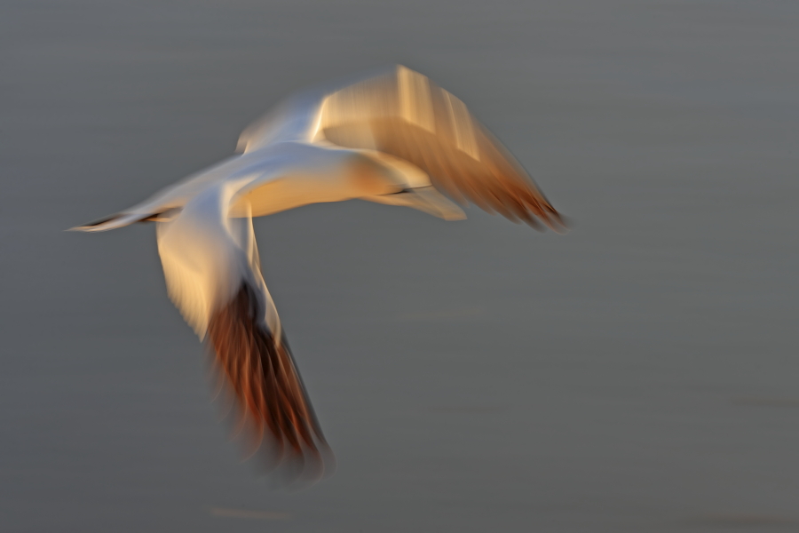 Basstölpel auf Helgoland