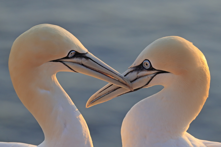 Basstölpel auf Helgoland
