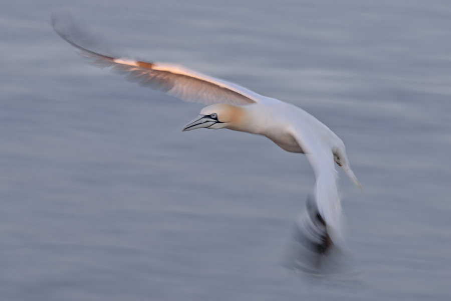 Basstölpel auf Helgoland