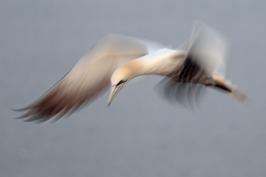 Basstölpel auf Helgoland