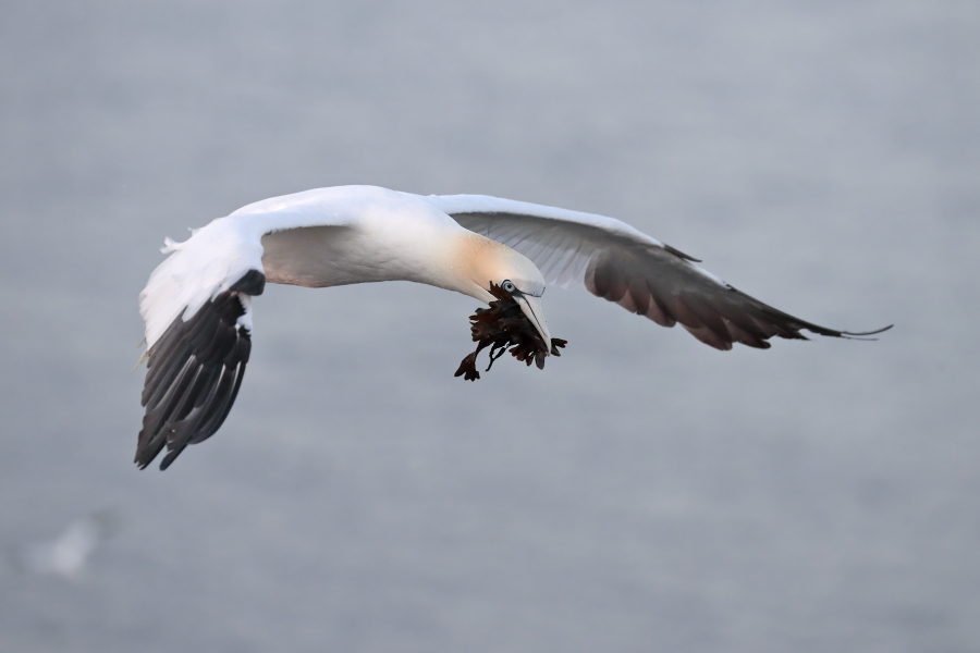 Basstölpel auf Helgoland