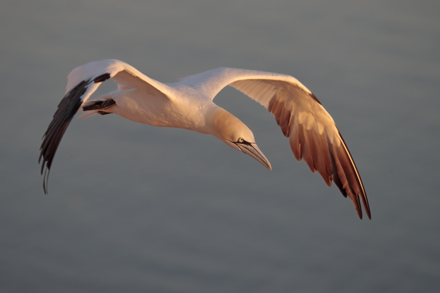 Basstölpel auf Helgoland