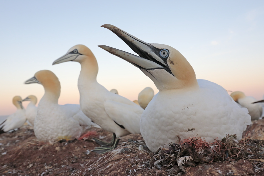 Basstölpel auf Helgoland