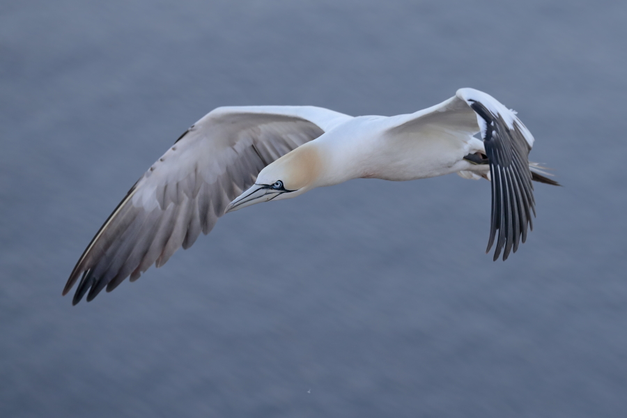 Basstölpel auf Helgoland