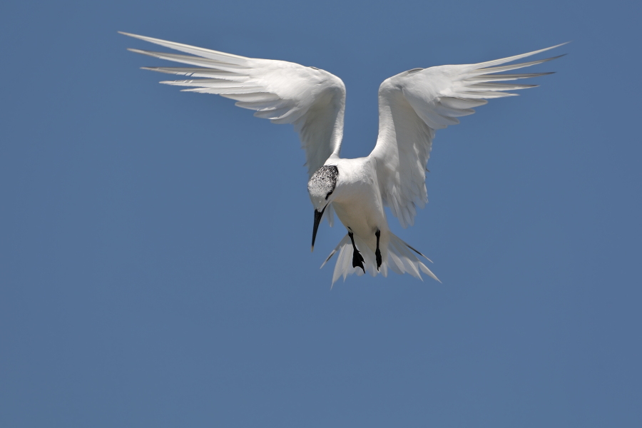 Brandseeschwalbe in der Camargue, Südfrankreich