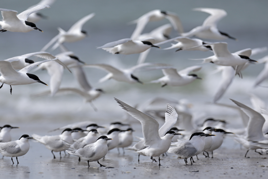 Brandseeschwalbe in der Camargue, Südfrankreich