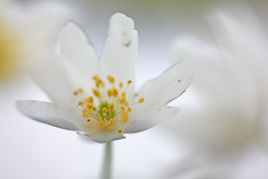 Buschwindröschen, Anemone