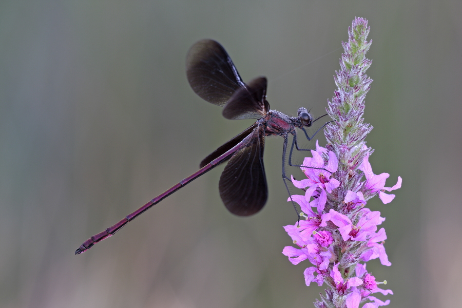 Bronzene Prachtlibelle (Calopteryx haemorrhoidalis), Canal de Vergières, Südfrankreich