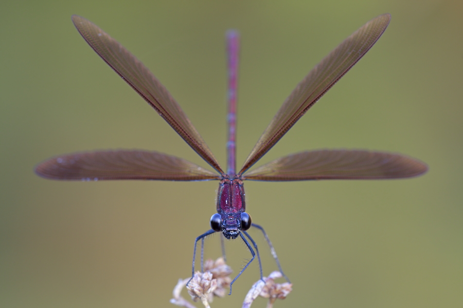 Bronzene Prachtlibelle (Calopteryx haemorrhoidalis), Canal de Vergières, Südfrankreich