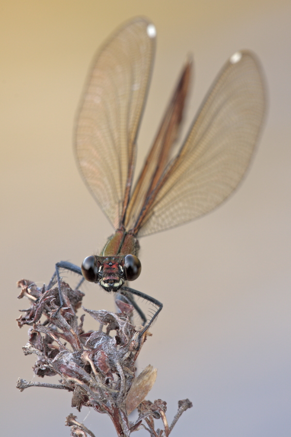 Bronzene Prachtlibelle (Calopteryx haemorrhoidalis), Canal de Vergières, Südfrankreich