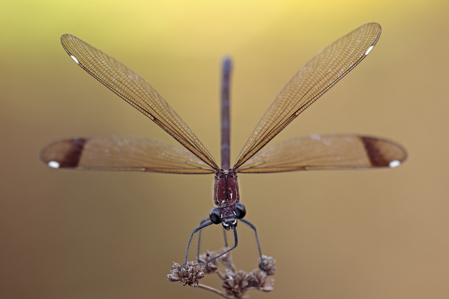 Bronzene Prachtlibelle (Calopteryx haemorrhoidalis), Canal de Vergières, Südfrankreich