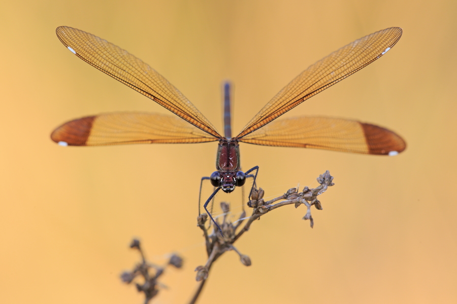 Bronzene Prachtlibelle (Calopteryx haemorrhoidalis), Canal de Vergières, Südfrankreich