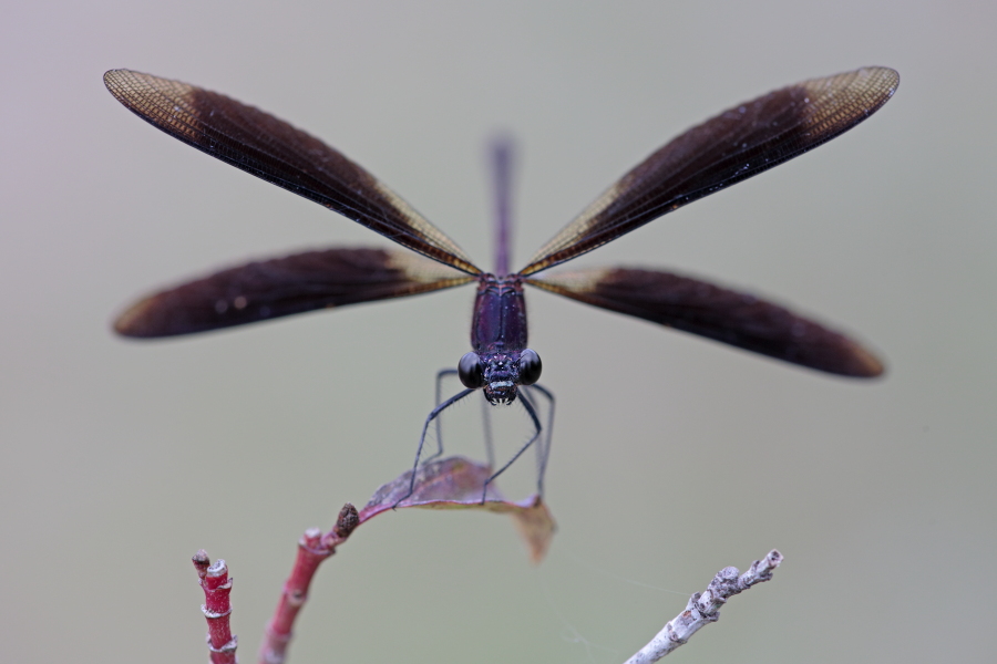 Bronzene Prachtlibelle (Calopteryx haemorrhoidalis), Canal de Vergières, Südfrankreich