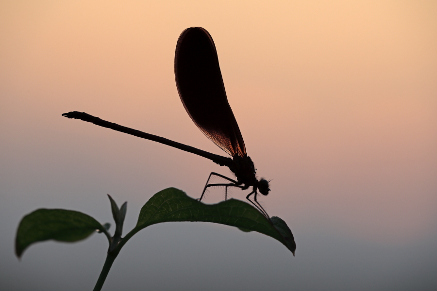 Bronzene Prachtlibelle (Calopteryx haemorrhoidalis), Canal de Vergières, Südfrankreich