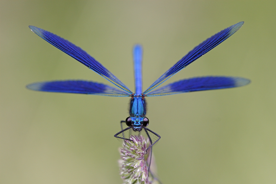 Gebänderte Prachtlibelle (Calopteryx splendens)