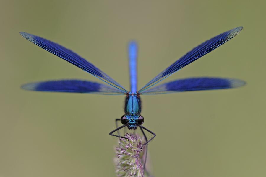 Gebänderte Prachtlibelle (Calopteryx splendens)