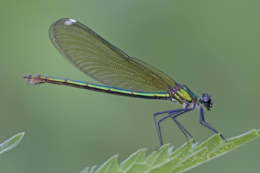 Gebänderte Prachtlibelle (Calopteryx splendens)