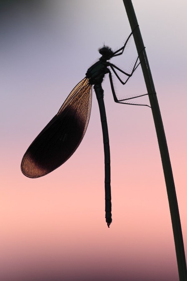 Gebänderte Prachtlibelle (Calopteryx splendens)