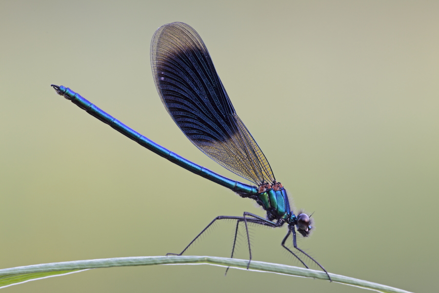 Gebänderte Prachtlibelle (Calopteryx splendens)