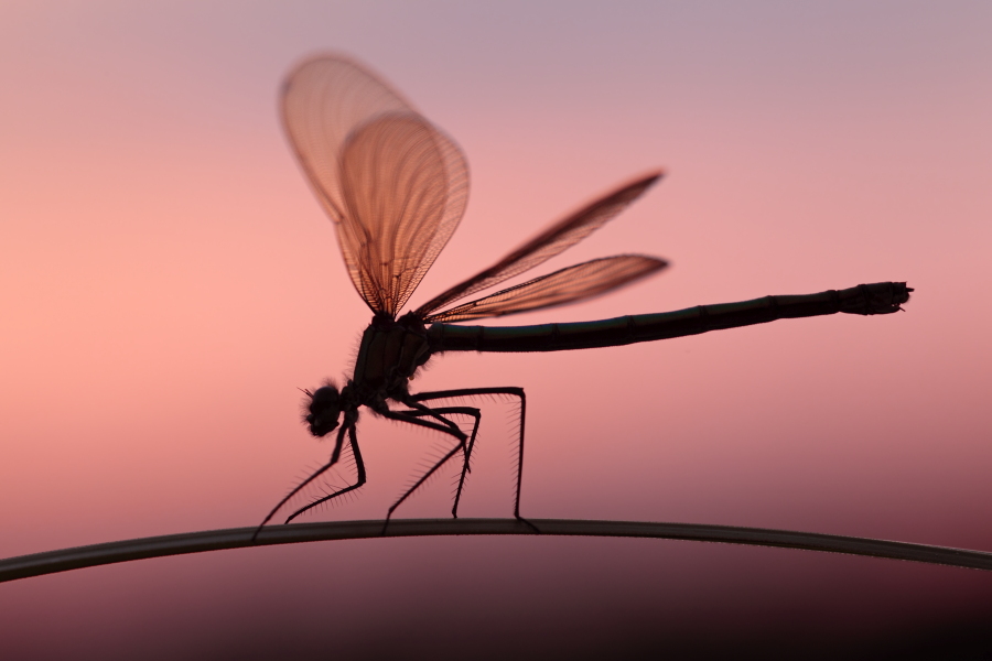 Gebänderte Prachtlibelle (Calopteryx splendens)