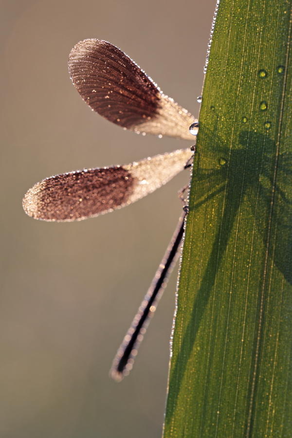 Gebänderte Prachtlibelle (Calopteryx splendens)