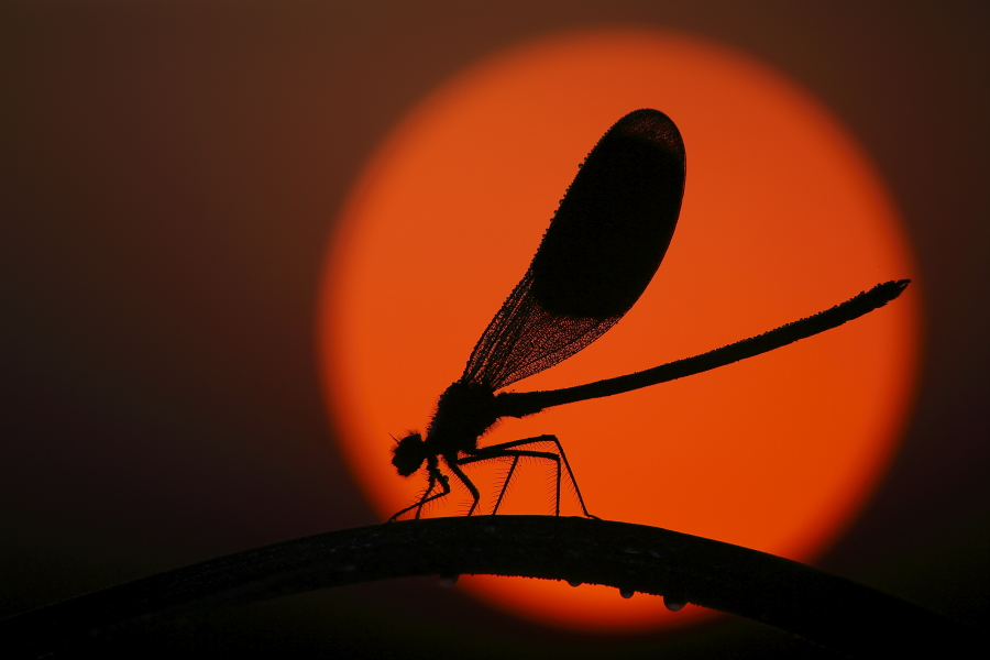 Gebänderte Prachtlibelle (Calopteryx splendens)