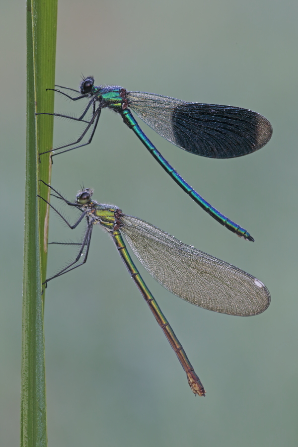 Gebänderte Prachtlibelle (Calopteryx splendens)