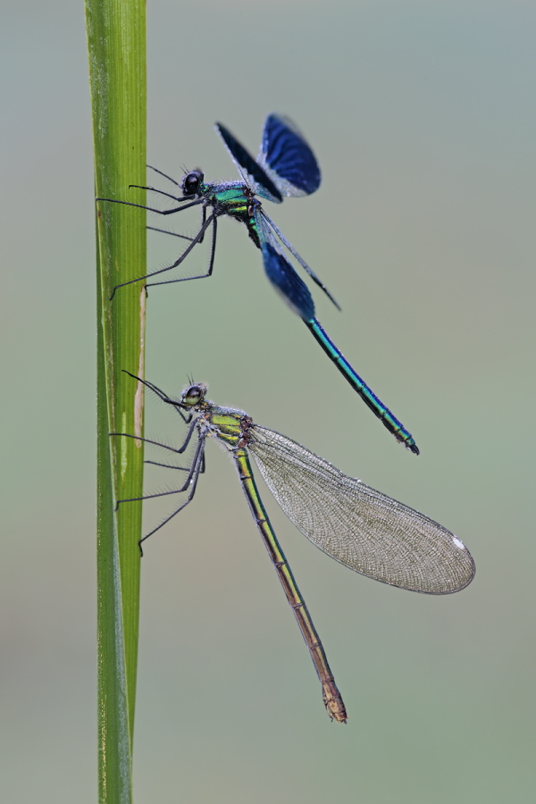 Gebänderte Prachtlibelle (Calopteryx splendens)
